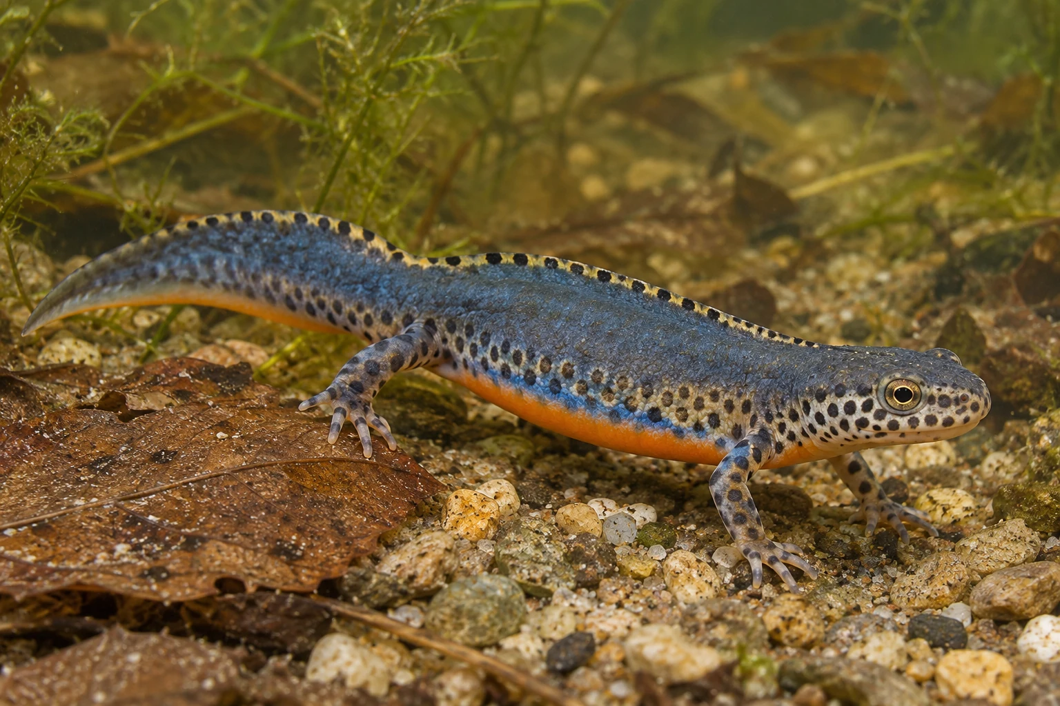 Fotorealistisch KI-generiertes Bergmolchmännchen in Wassertracht auf dem Boden eines flachen Gewässers: blaugrauer Rücken mit niedriger gebänderter Leiste, schwarz gefleckte helle Flanken und orange Bauchseite.