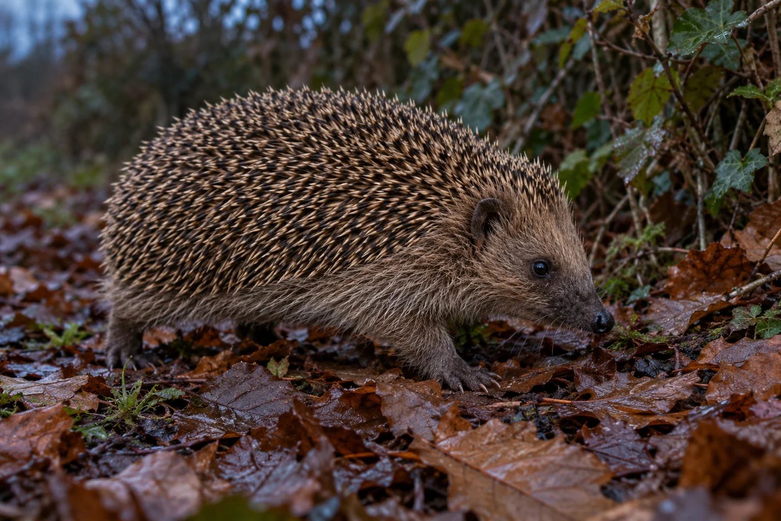 Fotorealistisch KI-generierter Braunbrustigel mit spitzer dunkler Schnauze, kleinen Ohren, graubraunem Gesichtsfell und hell-dunkel gebändertem Stachelkleid auf feuchtem Laub am Rand einer Hecke.