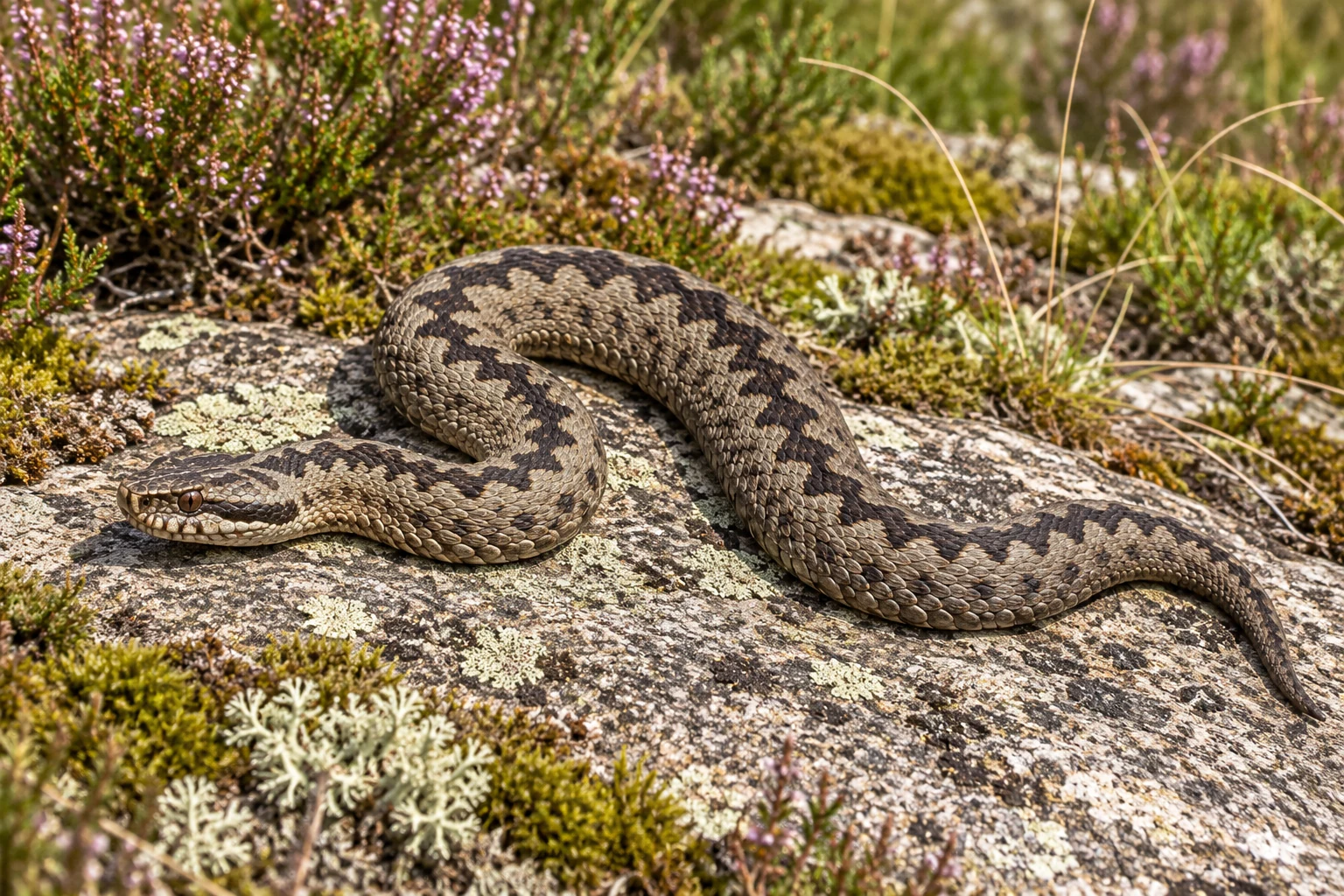 Fotorealistisch KI-generierte graubraune Kreuzotter mit dunklem Zickzackband und gekielten Schuppen an einem sonnigen Heiderand.