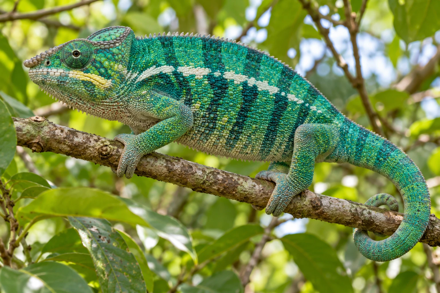 Fotorealistisch generiertes männliches Pantherchamäleon mit blaugrünen Schuppen, heller Seitenzeichnung, Greiffüßen und gebogenem Greifschwanz auf einem Ast.