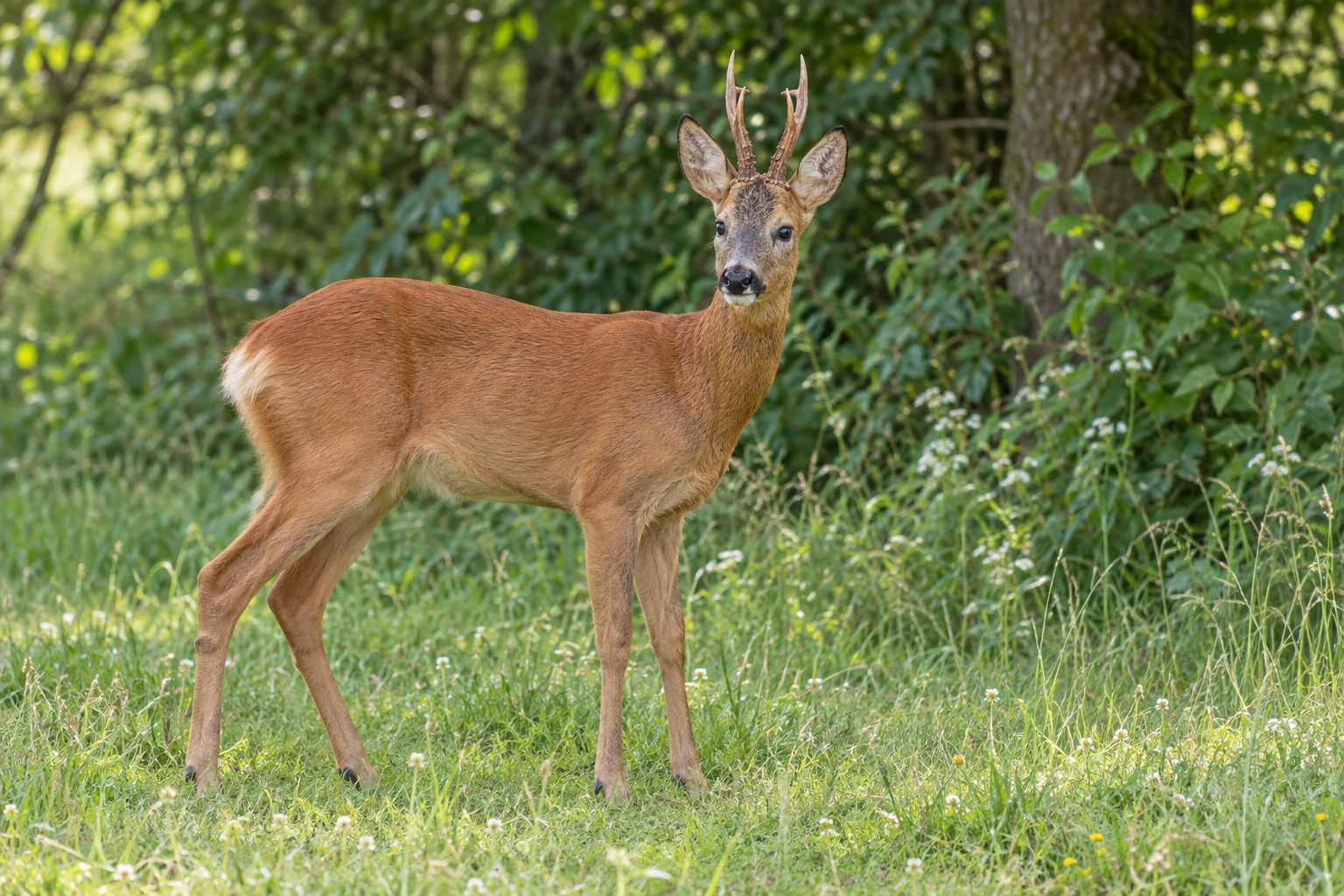 Fotorealistisch KI-generierter Rehbock mit rotbraunem Sommerfell und kleinem verzweigtem Geweih an einem grünen Waldrand.