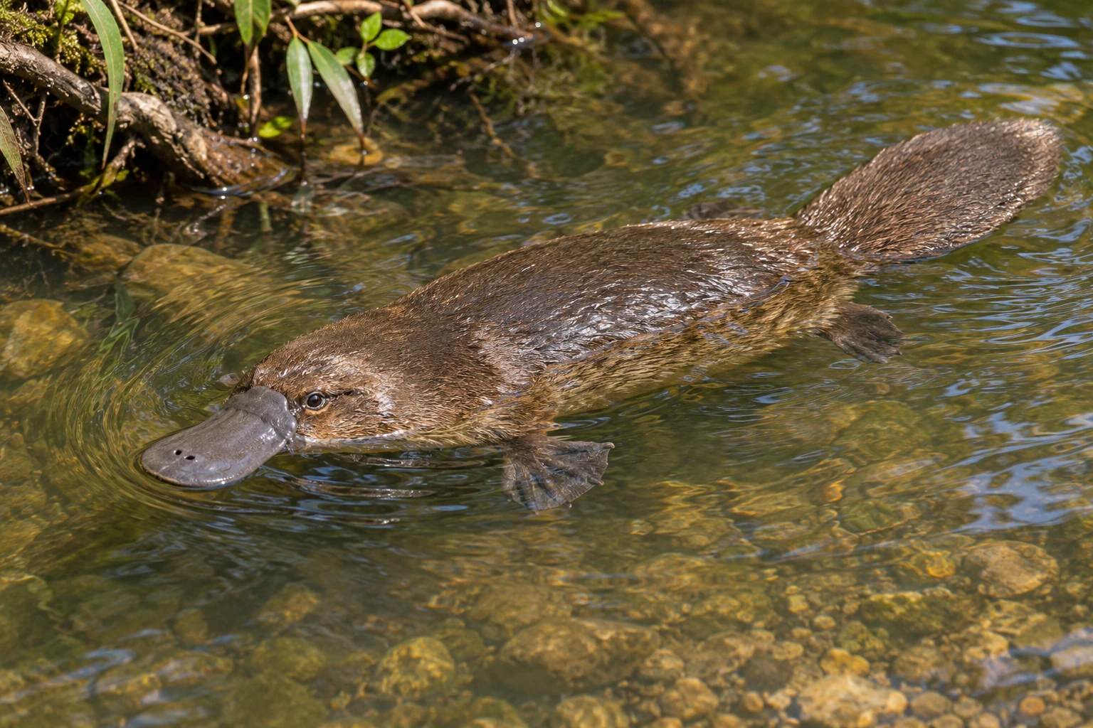 KI-Darstellung eines braunen Schnabeltiers mit breitem grauem Schnabel, flachem behaartem Schwanz und teilweise sichtbarer Schwimmhaut in einem Bach.