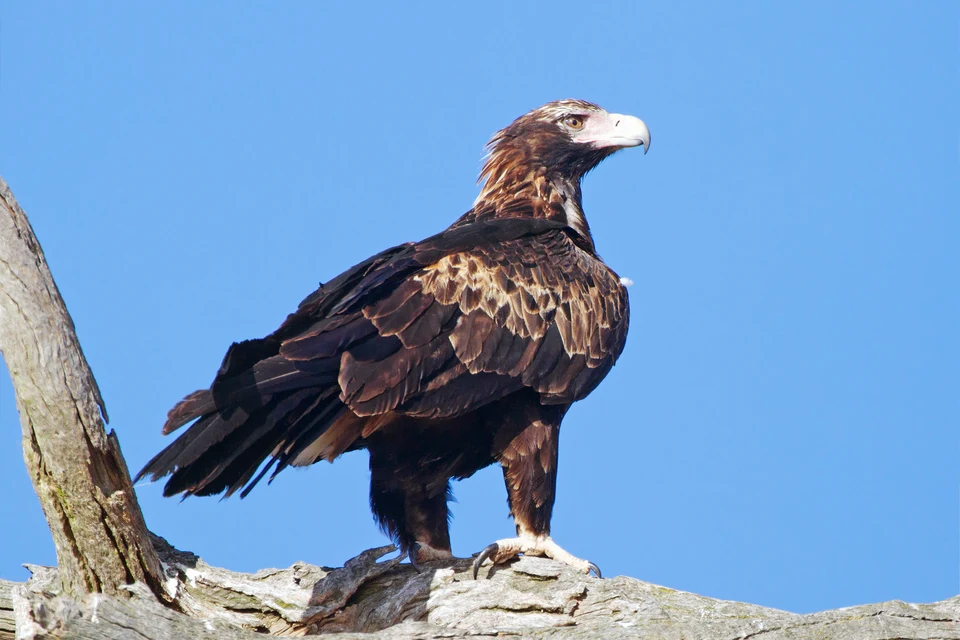 Ein brauner Keilschwanzadler sitzt auf einem Ast vor blauem Himmel. Sein Kopf mit hellem Hakenschnabel ist nach rechts gewandt.