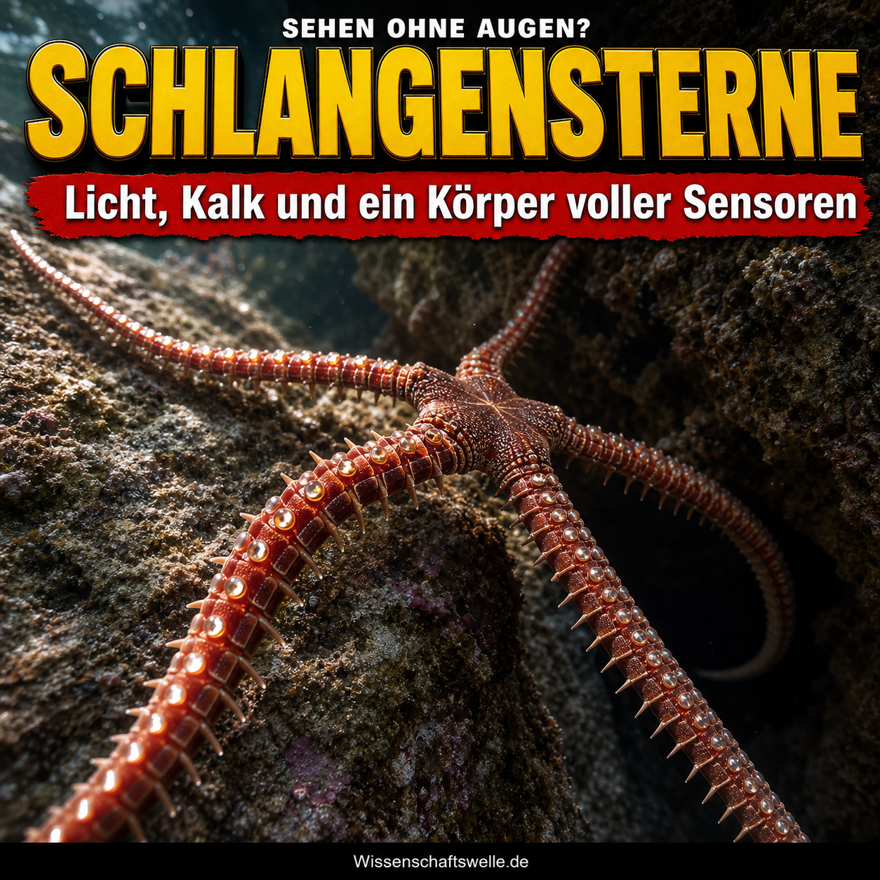 Wenn der Panzer blickt: Wie Schlangensterne ohne Augen Licht lesen