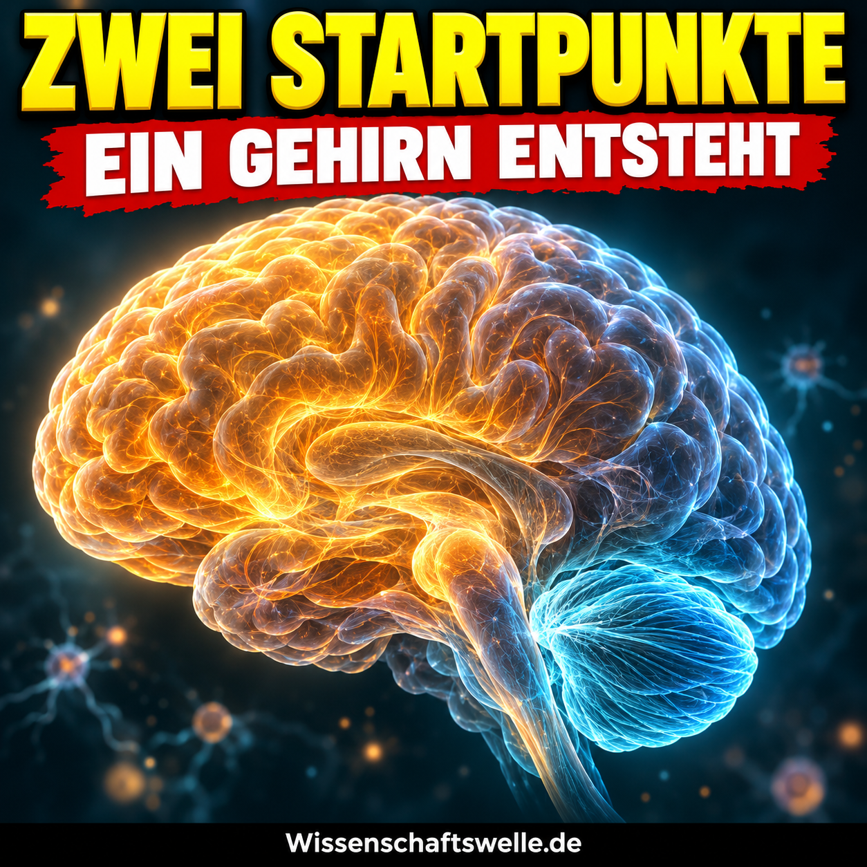 KI-Illustration eines einzigen Gehirns im Seitenprofil mit warm leuchtendem Vorder-/Mittelhirnbereich und kühlem Hinterhirnbereich; gelber Hook „ZWEI STARTPUNKTE“, roter Banner „EIN GEHIRN ENTSTEHT“ und schwarzer Footer „Wissenschaftswelle.de“.